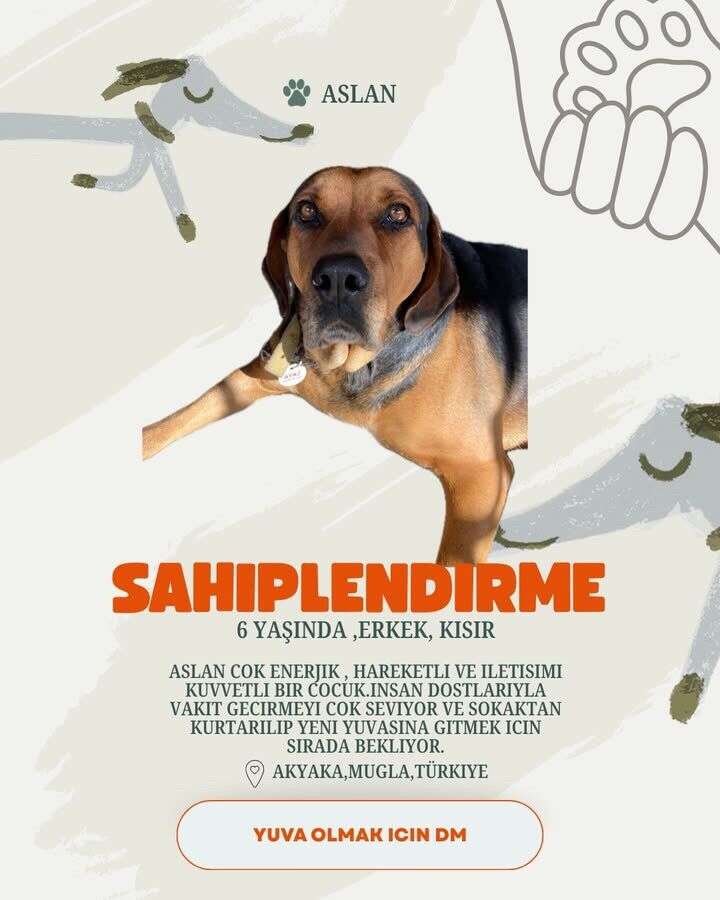 Akyaka’da 20 Köpek Yuva Bekliyor: Hayvanseverlerden Sahiplenme Çağrısı 16